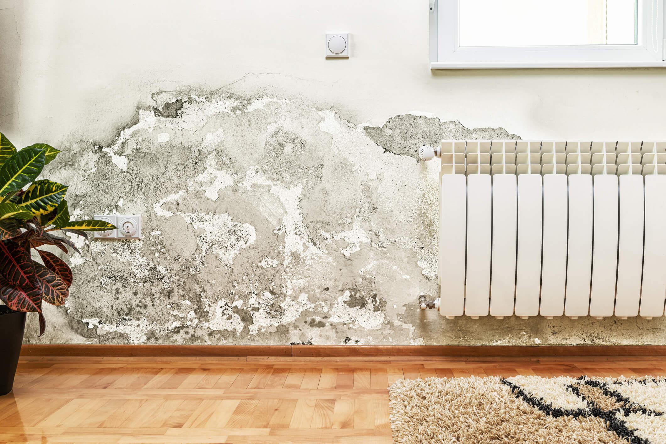 what-does-mold-sickness-feel-like-signs-your-home-may-be-making-you