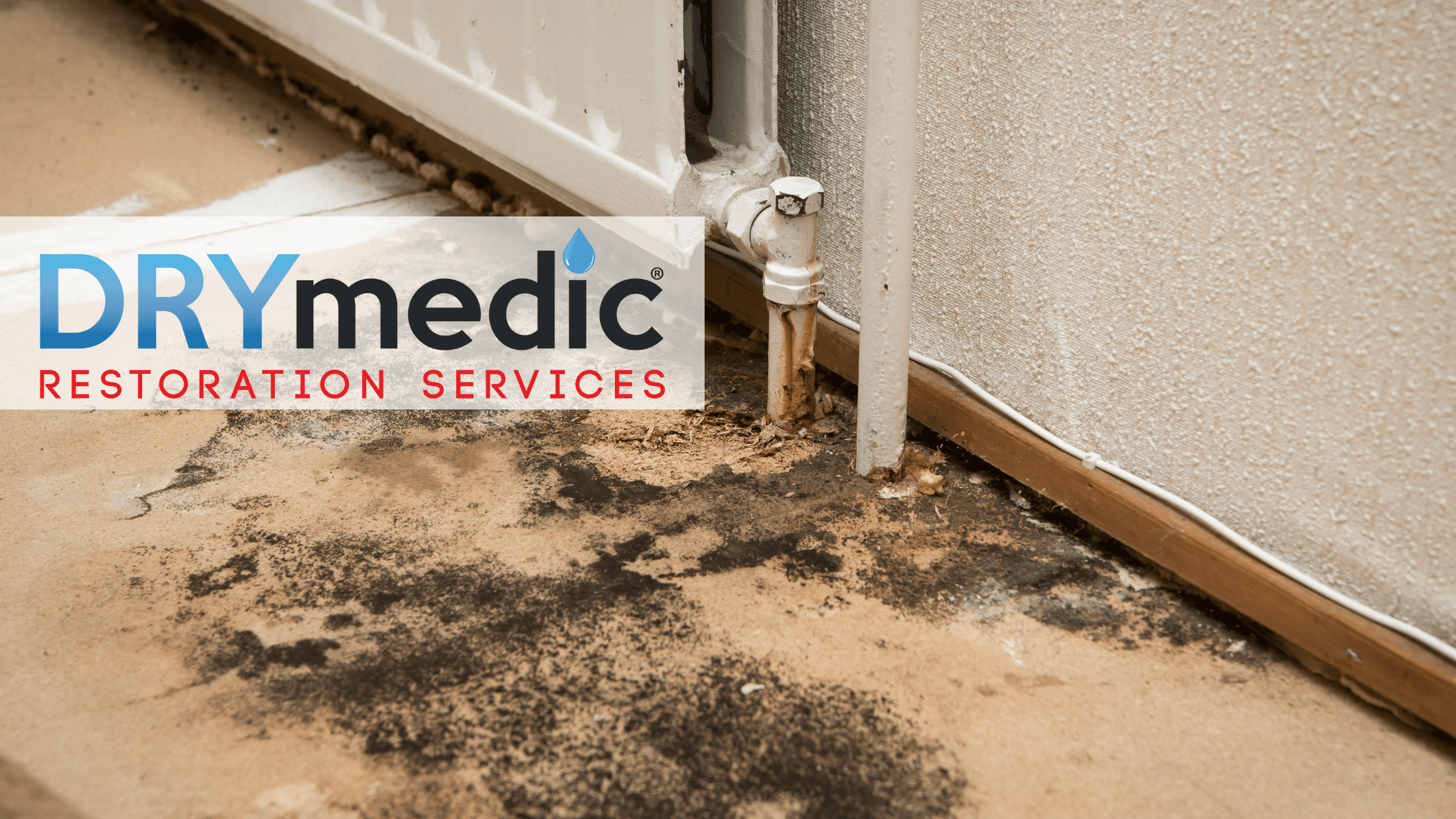 Top 5 Signs of Mold in Your Home and When to Call DRYmedic Restoration