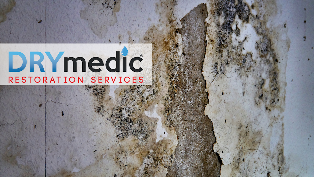 March Mold Madness: Beating Mold Growth in Your Home