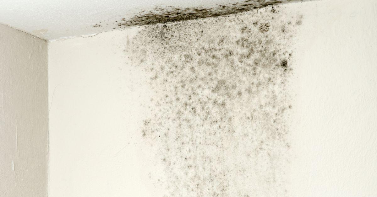 mold spores on walls