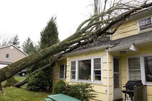 tree on top of house